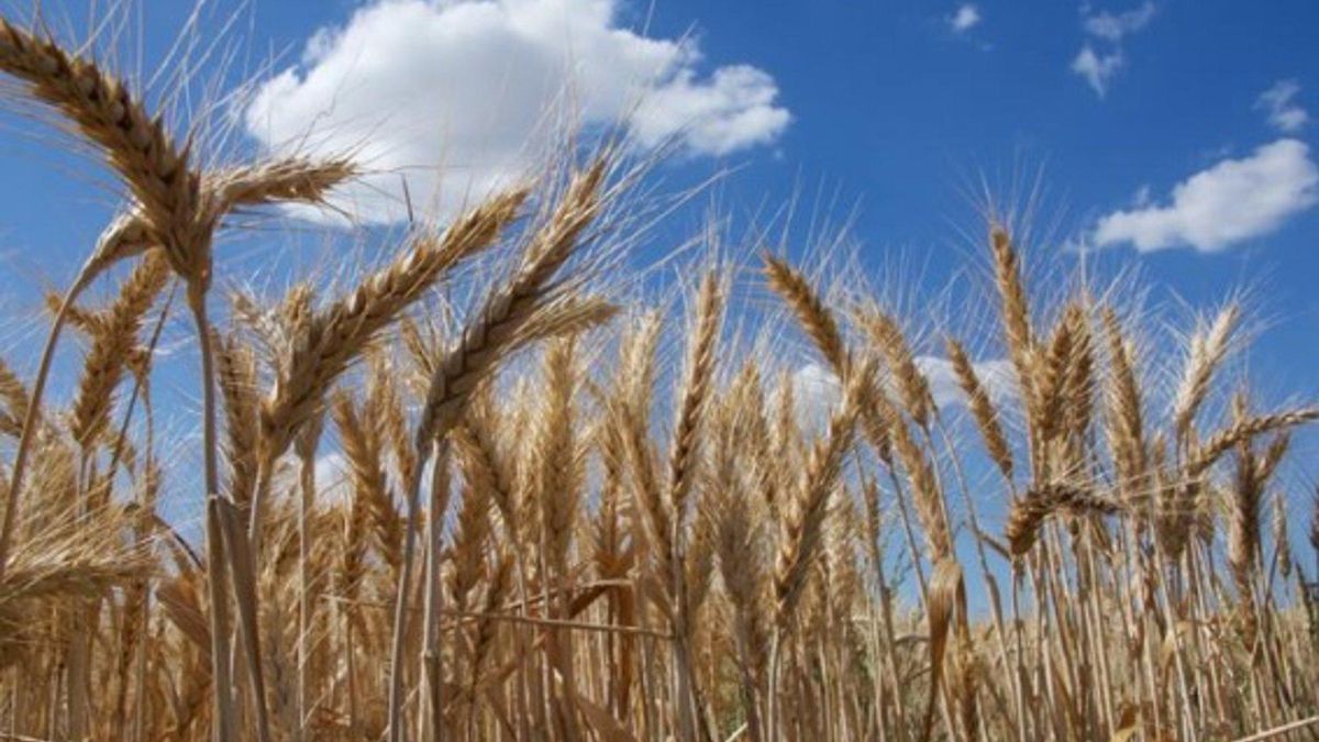Asaja Córdoba alerta de la "situación crítica" de los cereales de invierno en la provincia