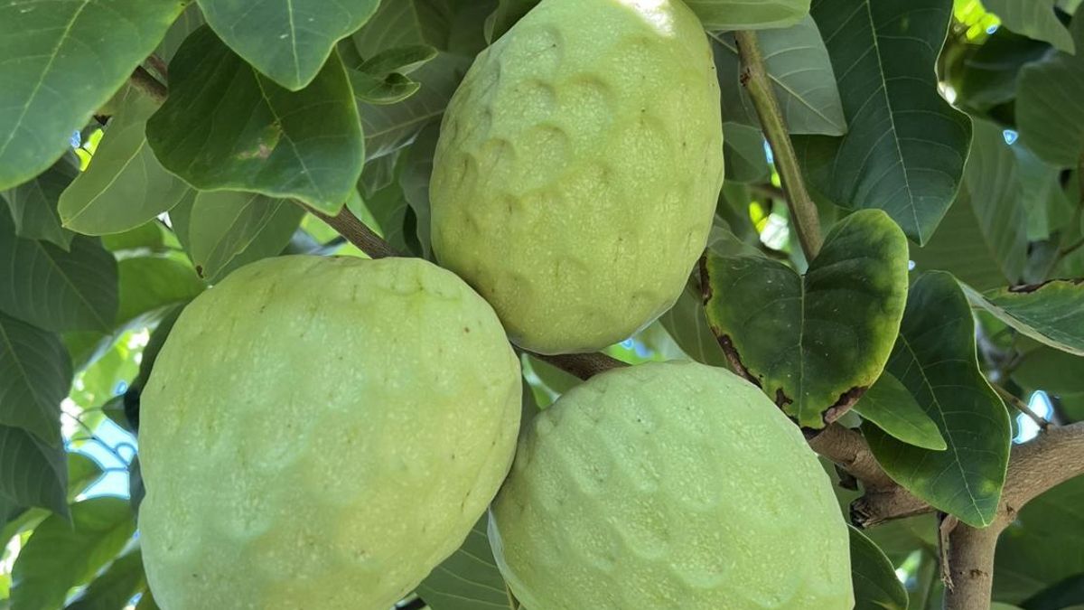 El éxito del cultivo en Jete es el resultado de un microclima subtropical único en Europa, protegido por las barreras naturales de las montañas