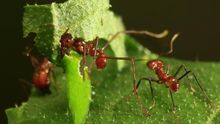 se produce un descenso del 2,5% anual en la cantidad total de insectos, una cifra que sugiere que podrían desaparecer por completo en un siglo.
