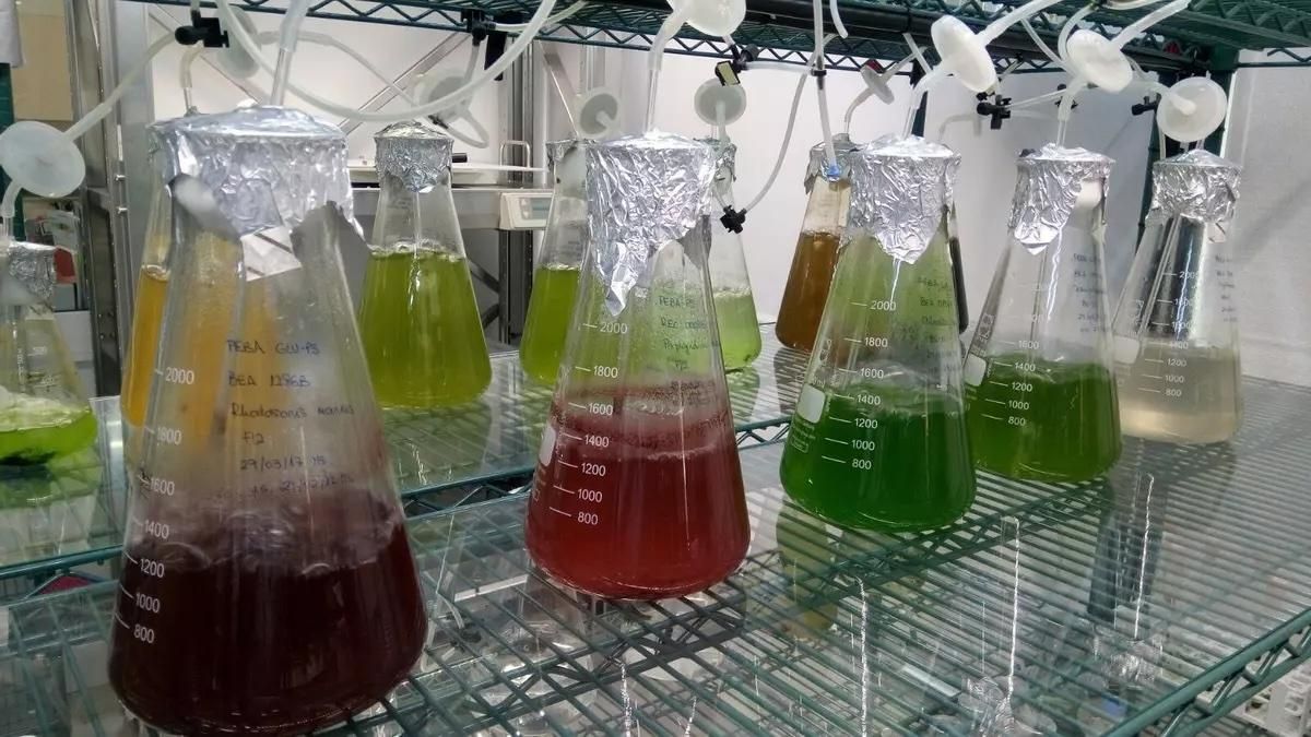 Imagen de archivo de cultivos de microalgas.