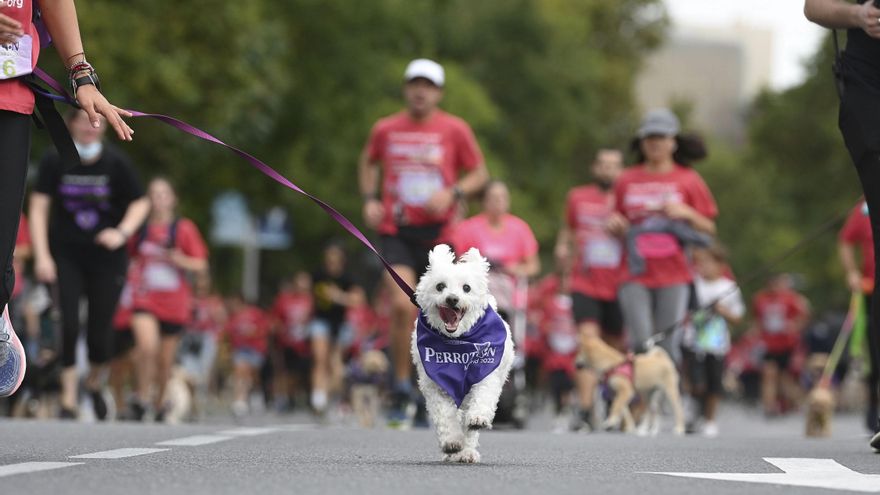 El Perrotón se pone en marcha: cómo apuntarse a la carrera contra el abandono animal en Madrid