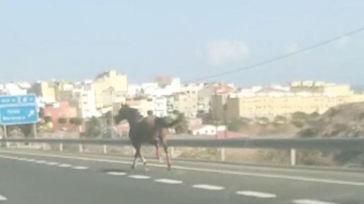 Un caballo galopa en la GC-1, a la altura de Telde.