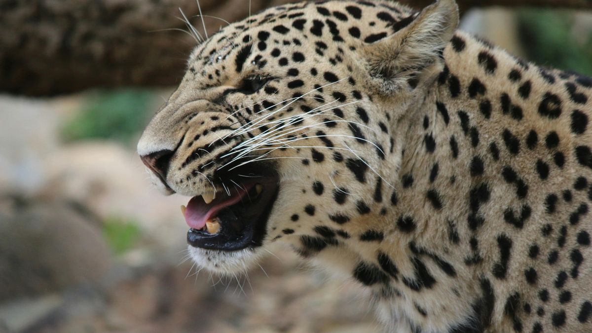 Así funciona ICARUS, el proyecto que rastrea el comportamiento animal desde el espacio para proteger a la fauna salvaje