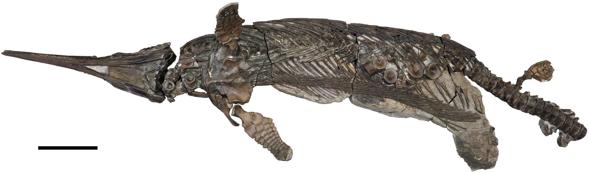 El holotipo y único espécimen conocido del leptonectídeo hauffiopterigio, Xiphodracon goldencapensis (ROM VP52596), procedente de Golden Cap, entre Charmouth y Seatown, Dorset, Reino Unido