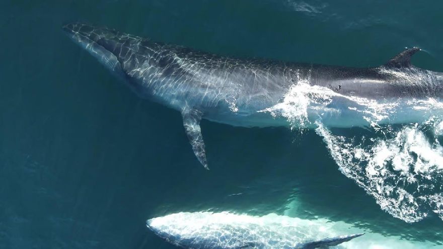 Ballenas sei en Argentina: el tercer animal más grande regresó a la Patagonia y las rastrean satelitalmente para protegerlas