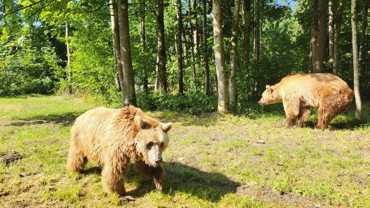 Esta es la nueva vida en Alemania de dos osos de unos 30 años que vivían en León hasta hace unos días