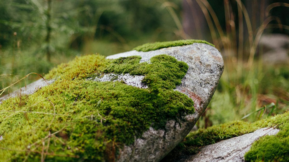 El uso del musgo se plantea como alternativa en infraestructuras viarias