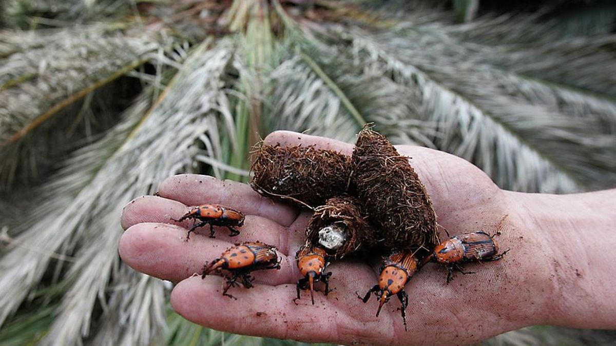 Picudo rojo de las palmeras (Rhynchophorus ferrugineus).
