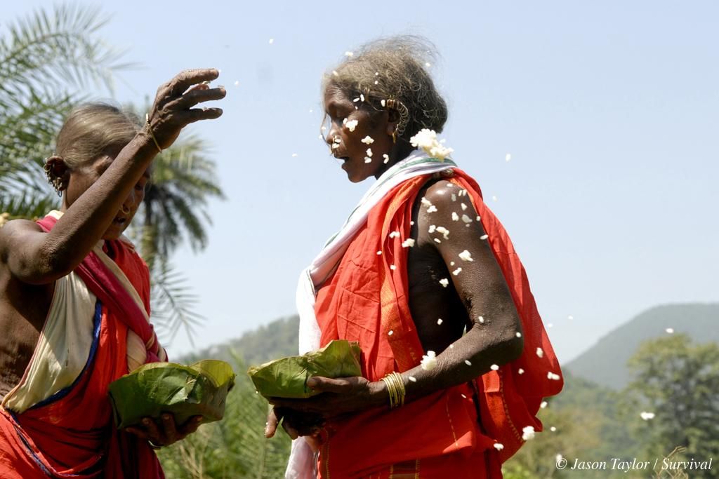 Durante los festivales de la cosecha, los dongria kondhs sacrifican búfalos para su dios y un hombre sagrado corre por carbones ardiendo. Niyam Raja es nuestro dios y le rendimos culto, explica un hombre dongria. Veneramos las rocas, las colinas, nuestros hogares y nuestras comunidades. Su modo de vida está amenazado por la empresa minera Vedanta Resources, que está decidida a extraer bauxita de las colinas de Niyamgiri. La mina a cielo abierto dinamitaría la cumbre de Niyam Dongar, destruiría los bosques de Niyamgiri, perturbaría el curso de los ríos y acabaría con los dongria kondhs como pueblo floreciente y diferenciado./ Fotografía: ©Jason Taylor / Survival International.