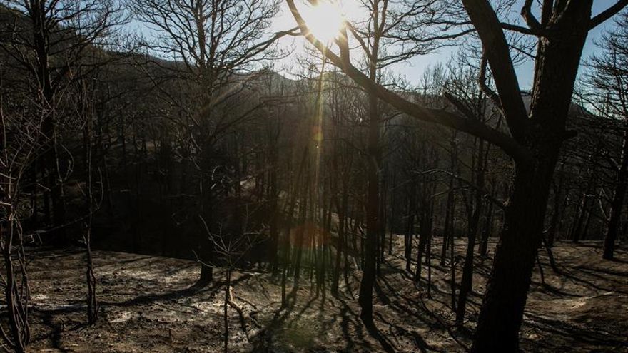 FOTOGALERÍA | Paisajes de desolación tras las llamas