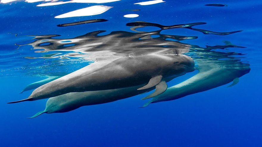 ENCUESTA | ¿Está a favor de la construcción del Puerto de Fonsalía, en Tenerife?