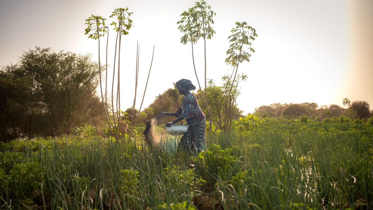 Una mujer trabaja en el campo en Senegal.