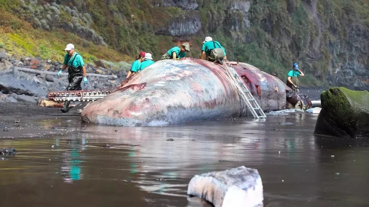 La famosa piedra de ámbar gris valorada en 500.000 euros hallada en un cachalote que varó en Nogales se presentará en Breña Alta