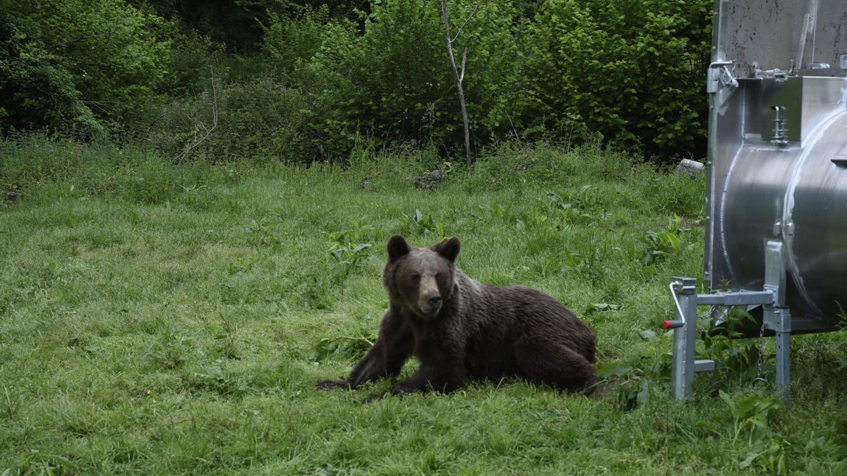 Liberación de una osa capturada y marcada en el concejo asturiano de Belmonte de Miranda.