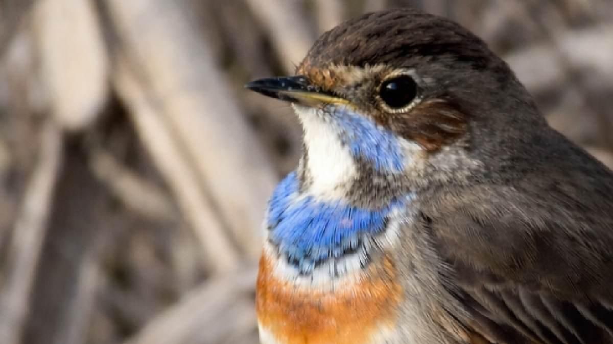 Pechiazul. Cele Díaz
