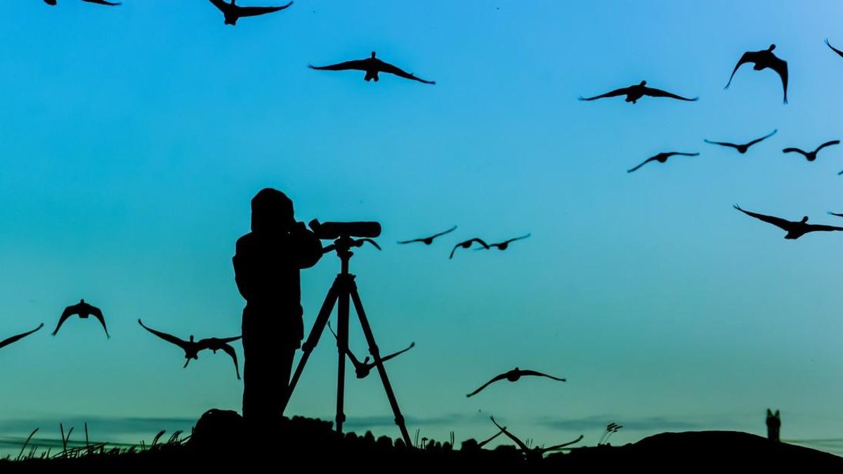 Avistamiento de aves en Buenos Aires