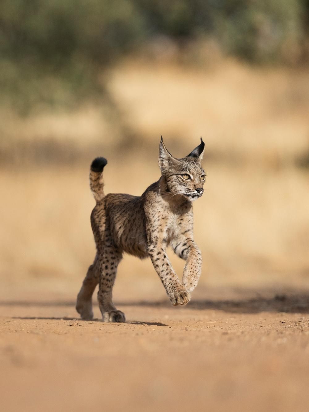Cachorro de lince ibérico fotografiado en Ciudad Real en septiembre de 2025