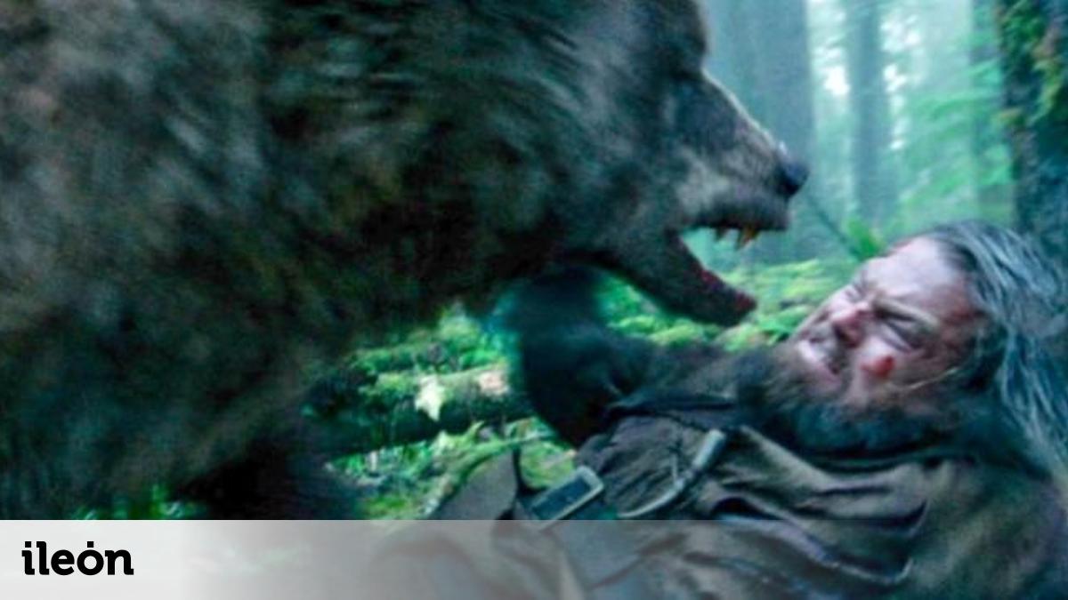 38 ataques de osos pardo en el Cantábrico, ¿imprudencia humana o ...