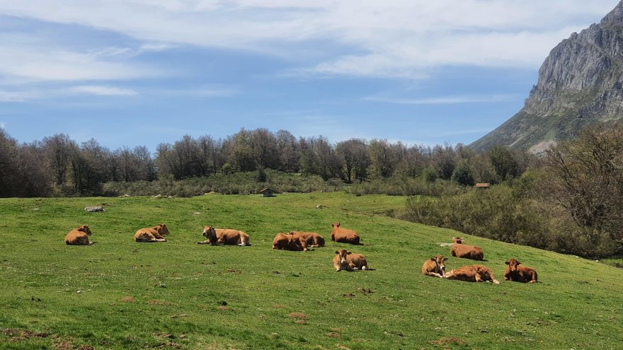 Arsenio, ganadero de extensivo: “Las macrogranjas no son buenas ni para los animales ni para la alimentación”