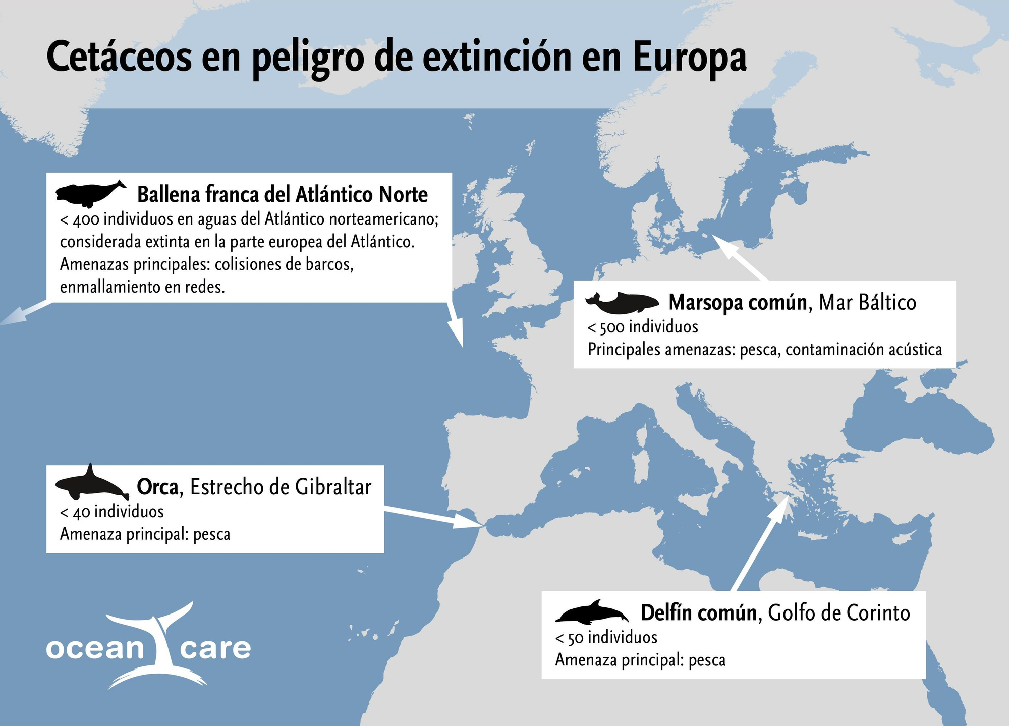 Cetáceos en peligro de extinción en Europa.