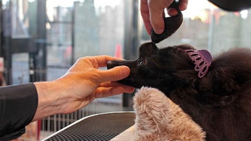 Acicalando a un ejemplar. / Peio García / ICAL