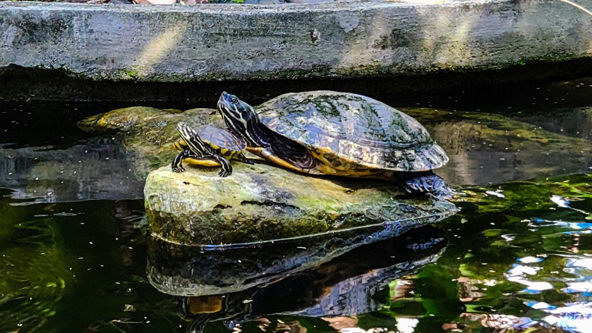 El galápago de Florida es una mascota exótica y una especie invasora.