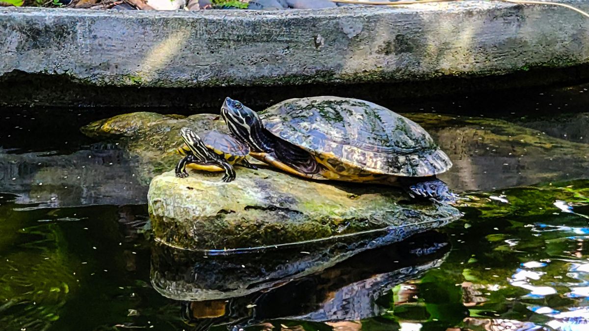 Los peligros de tener animales exóticos de compañía, según un biólogo: "El riesgo de zoonosis es muy grande”