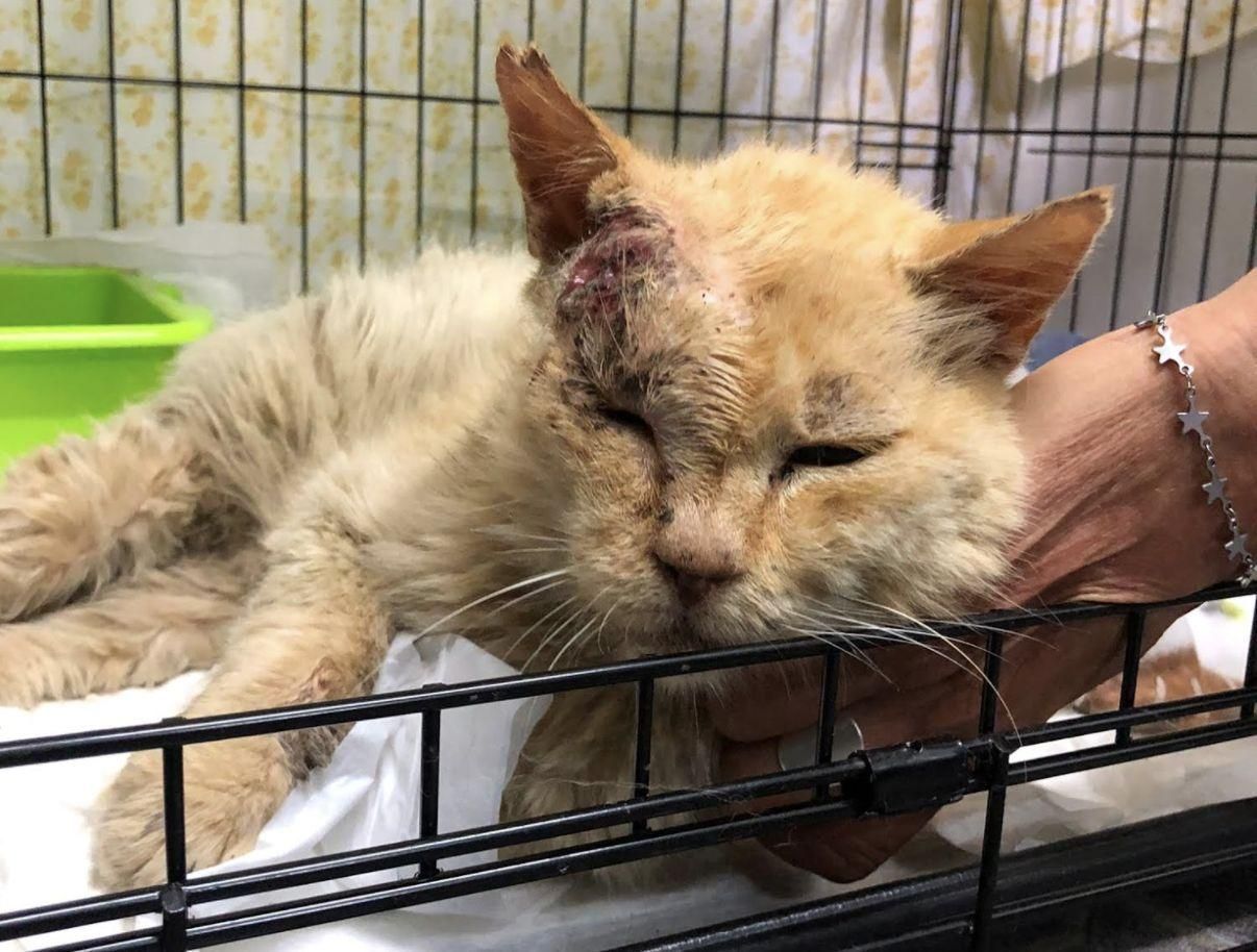 Gato herido recogido por la Protectora Benawara y alojado en el refugio improvisado de Los Llanos