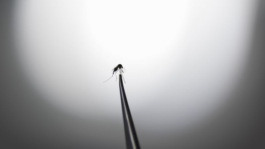 Islandia encuentra mosquitos por primera vez en su territorio a causa del calentamiento global