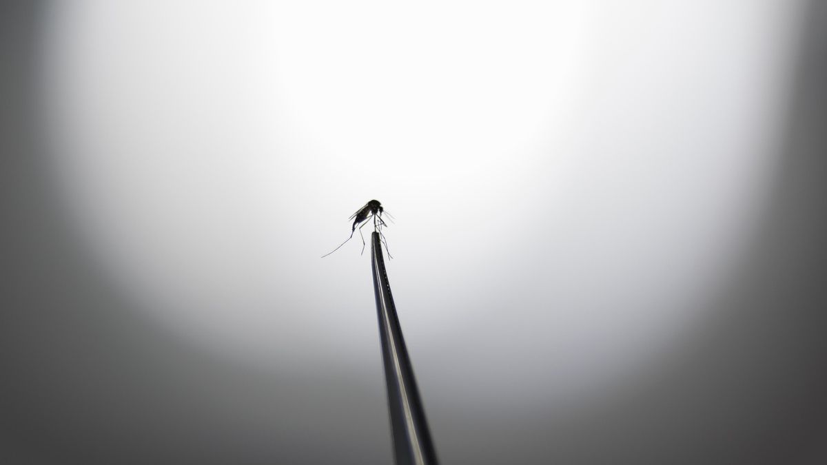 Fotografía que muestra un mosquito Aedes aegypti en un laboratorio de la empresa de biotecnología británica Oxitec. EFE/ Isaac Fontana