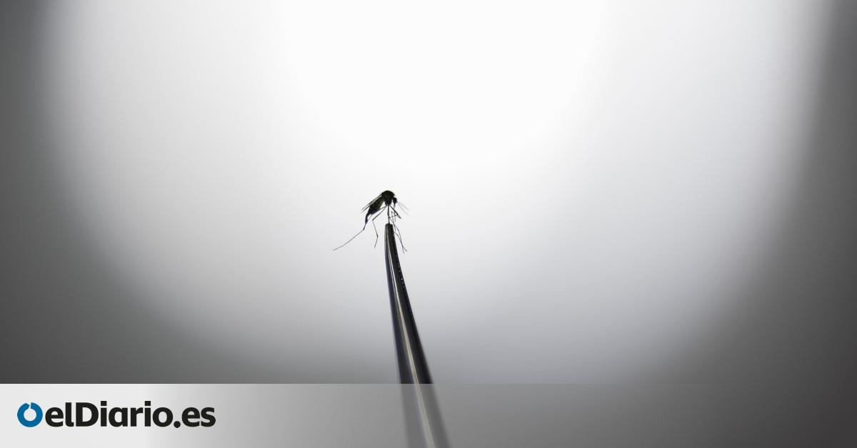 Islandia encuentra mosquitos por primera vez en su territorio a causa del calentamiento global
