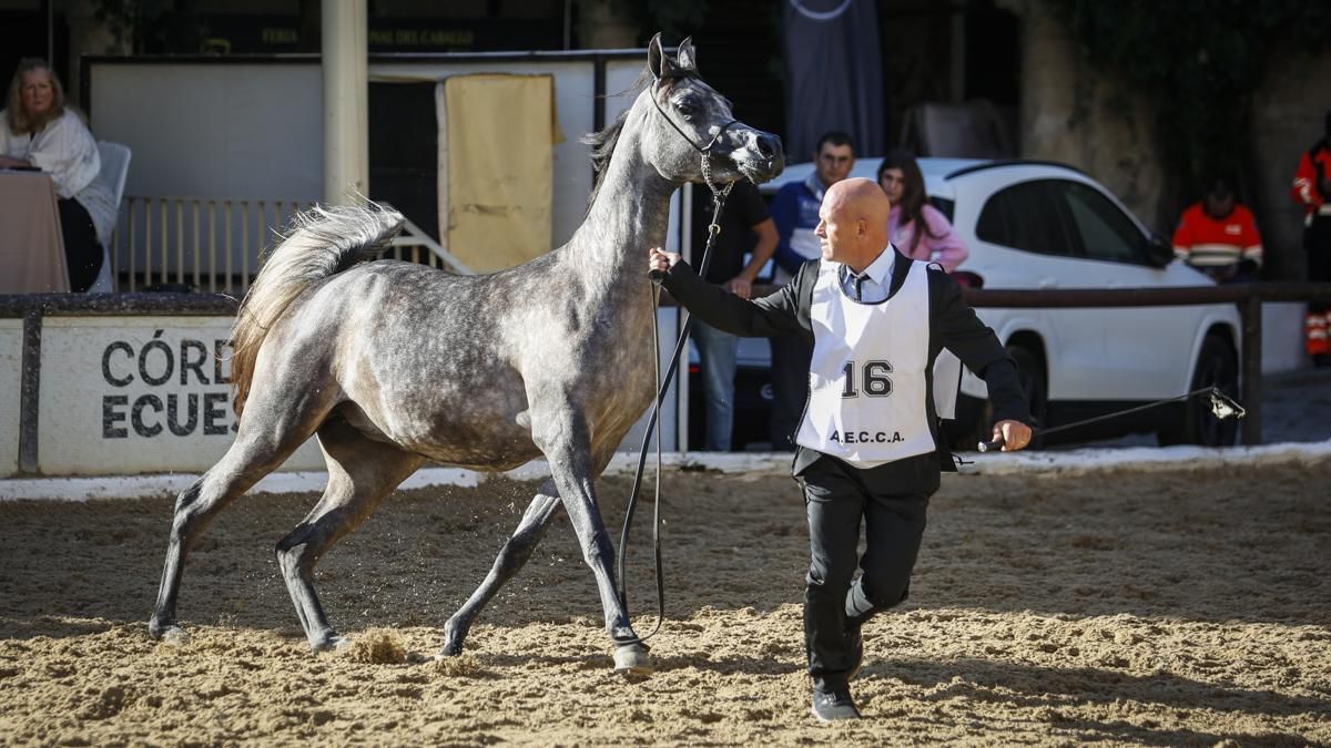 Campeonato Nacional de Caballos Árabes