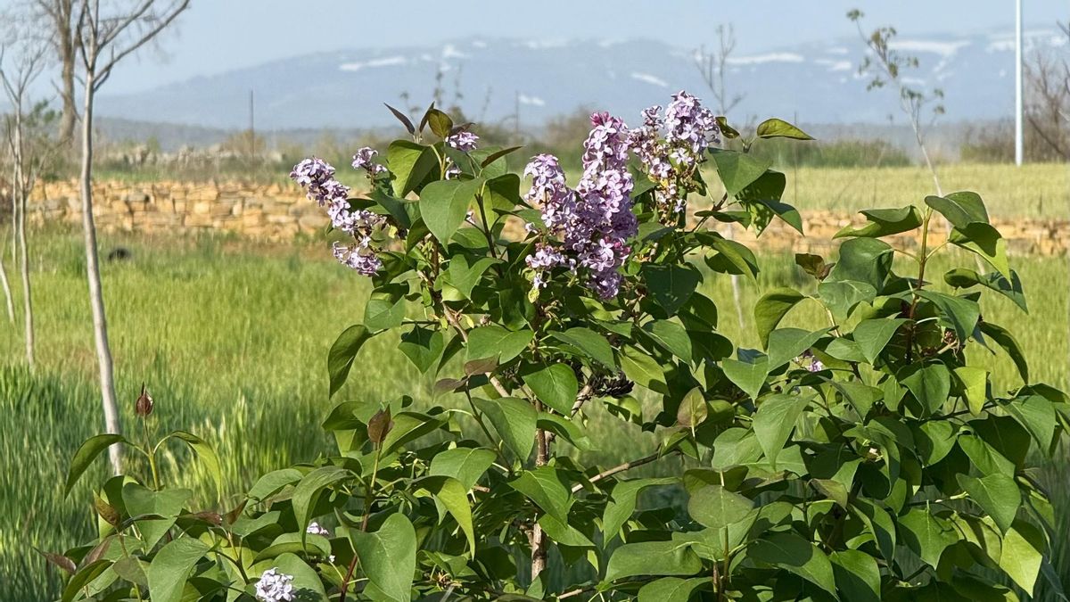 Lo soy porque he querido