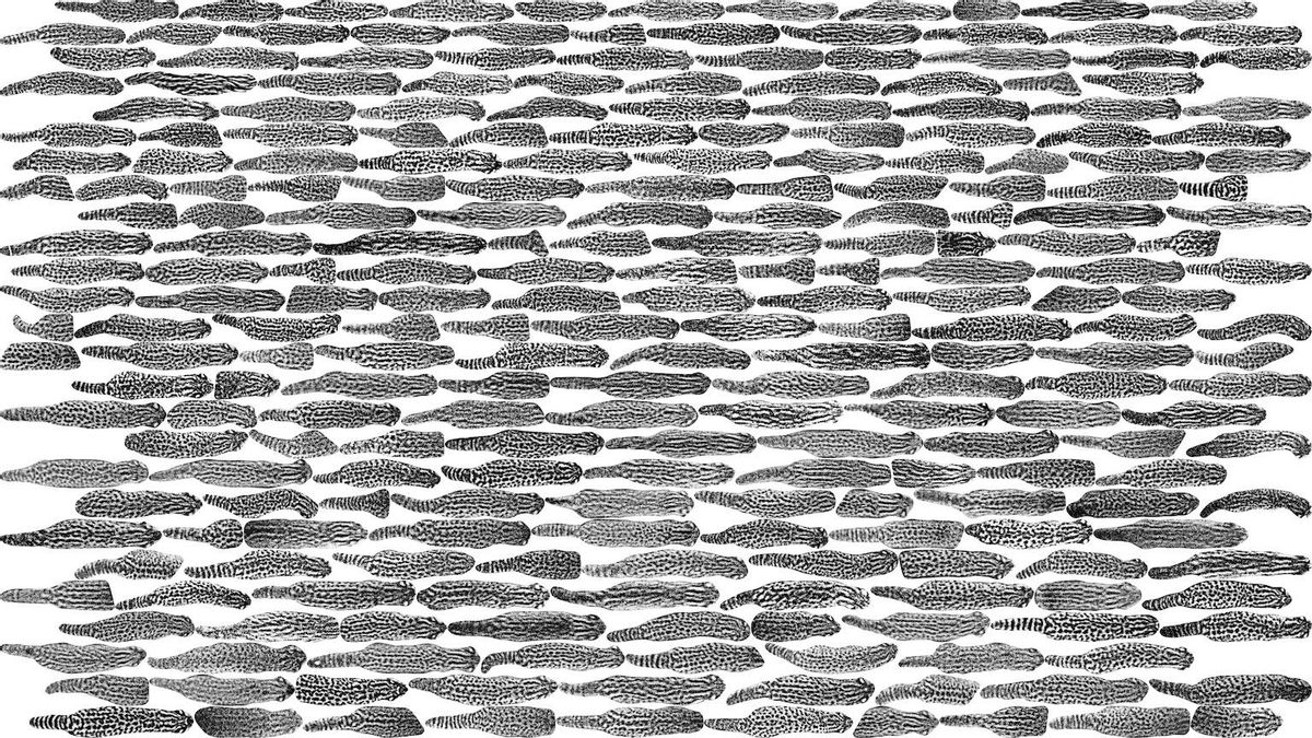 Collage de imágenes editadas de güiñas tomadas durante el estudio, que muestra la variedad de patrones en sus lomos. Según los investigadores, esta técnica podría utilizarse para otras especies de felinos pequeños. Foto: cortesía Thomas Kramer