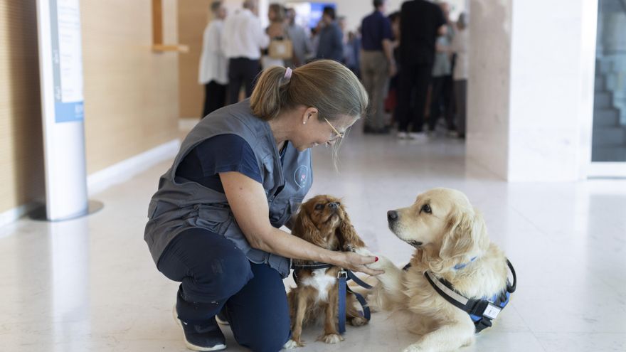 Perros en el tanatorio para acompañar el duelo: “Son un bálsamo para las emociones”