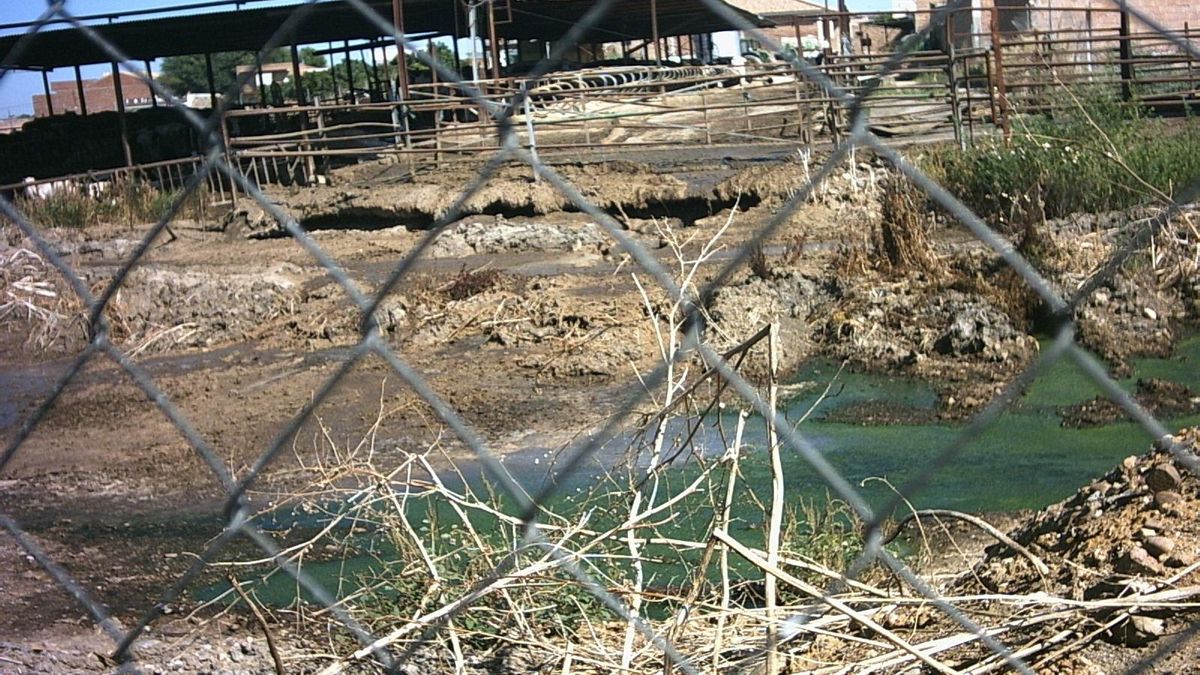 Desestiman un recurso del vaquero de Fuente Palmera por supuestos daños sufridos en 2010