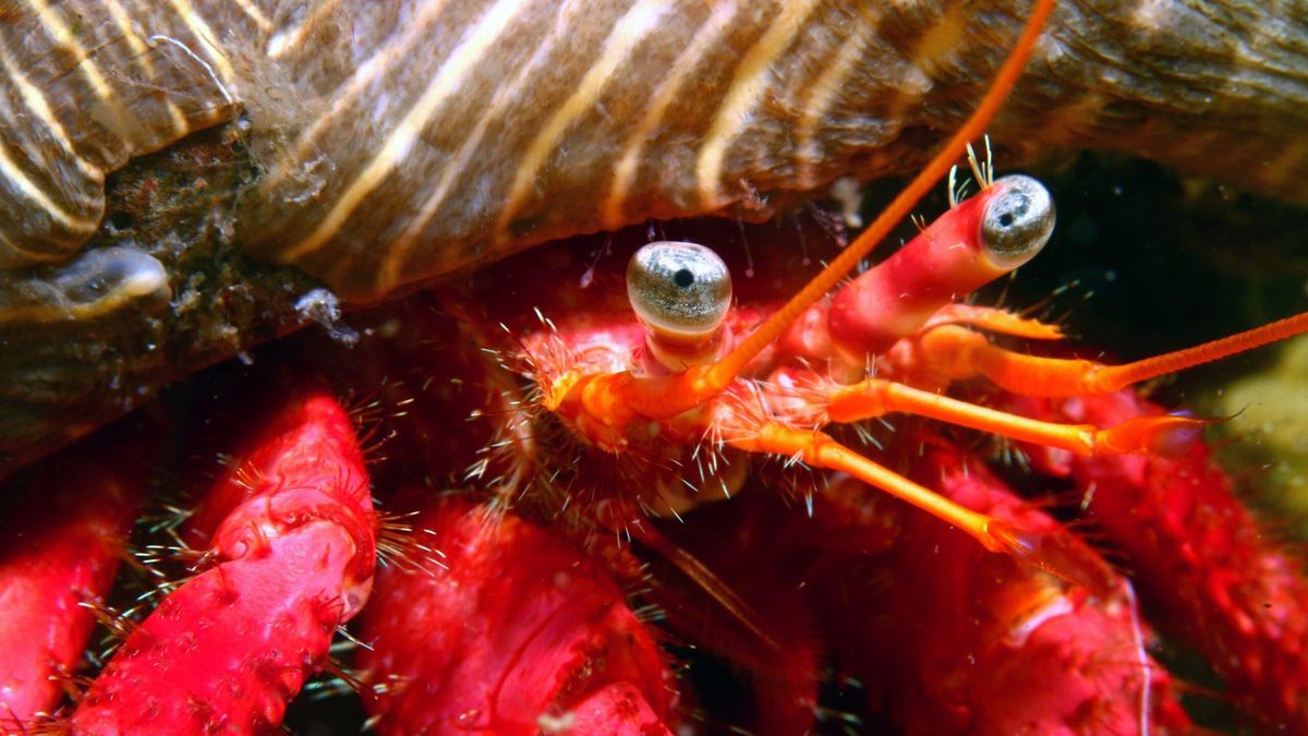 Tropicalización de las aguas gallegas: documentadas por primera vez dos especies propias de zonas más cálidas