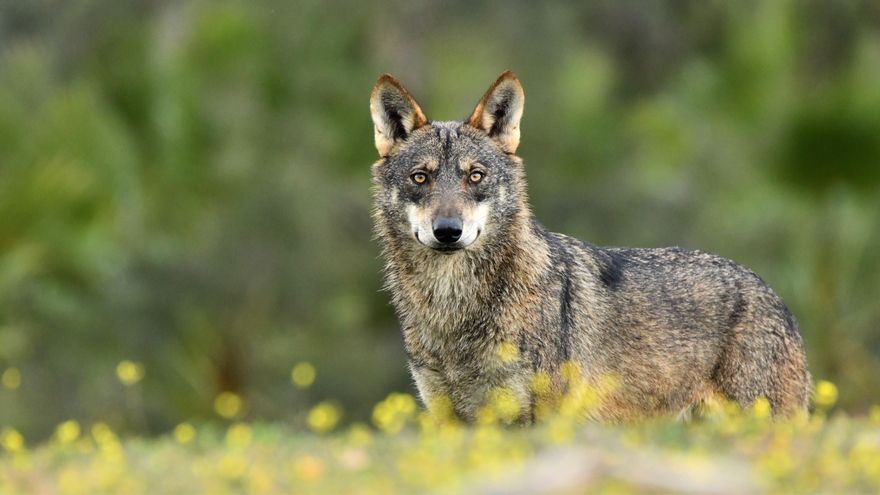 Los bulos contra el lobo triunfan en el Congreso: “Se acabará con el miedo a mandar a los niños al colegio”