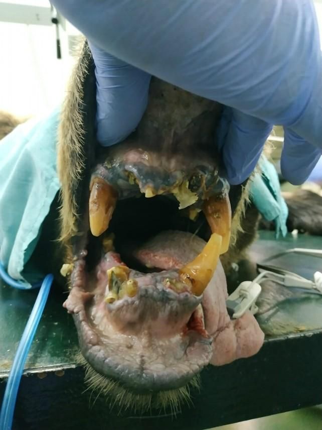 Por los desgastes de la dentadura, se le estima una edad de entre 20 y 25 años.