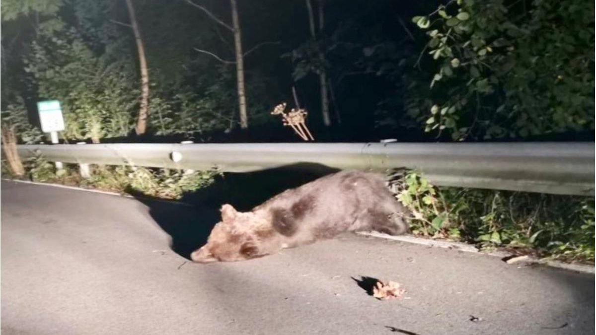 Un oso pardo muerto y otro herido por atropello en una semana en el mismo municipio del Alto Sil
