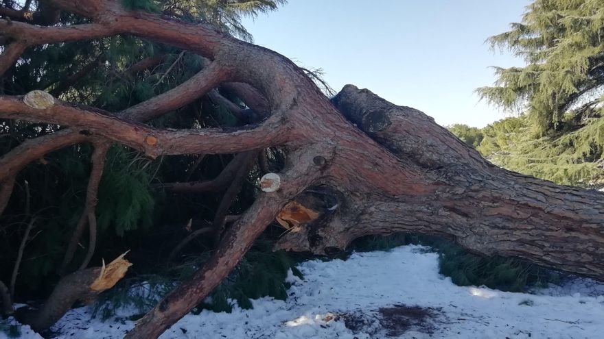 El colapso del pinar de la Dehesa de la Villa: una catástrofe que podría encerrar una oportunidad