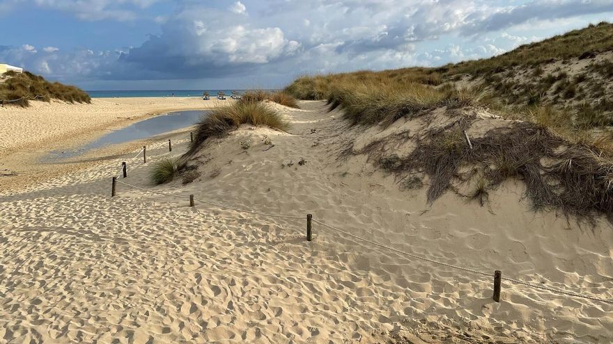 El turismo y la crisis climática degradan las dunas de Mallorca y amenazan a una abeja endémica