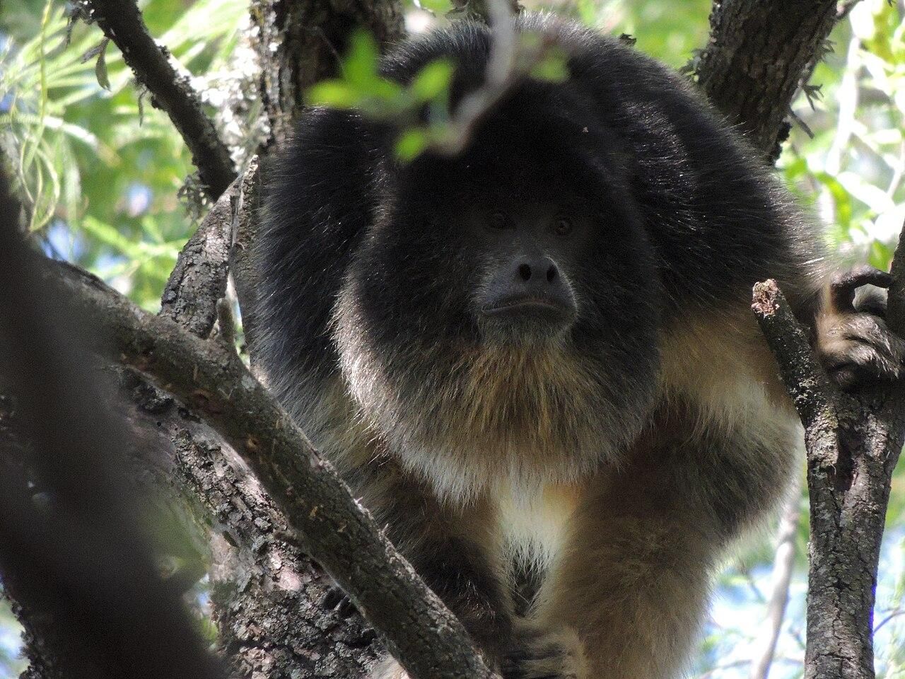 Mono aullador negro ('Alouatta caraya')