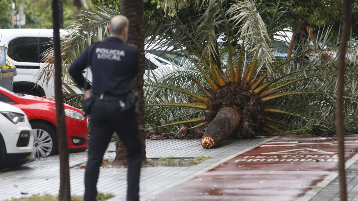 El temporal provoca las caídas de árboles, postes eléctricos y placas de una fachada en el Sector Sur