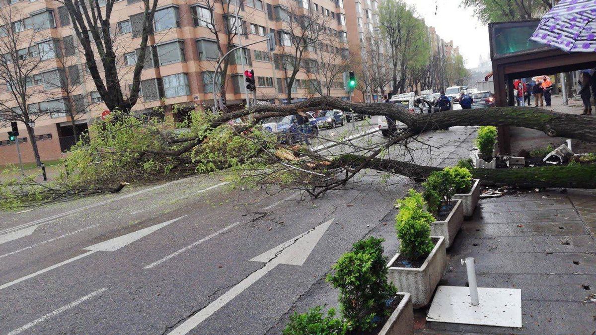 El árbol caído en el paseo de la Florida que ha provocado el incidente
