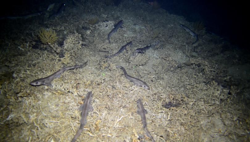 Imatge de diversos gats