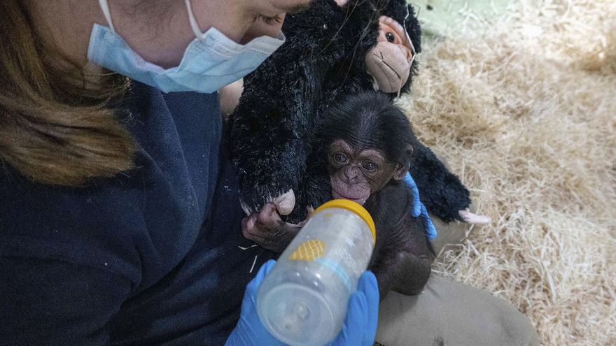Valencia da la bienvenida a un nuevo chimpancé de una subespecie en peligro de extinción