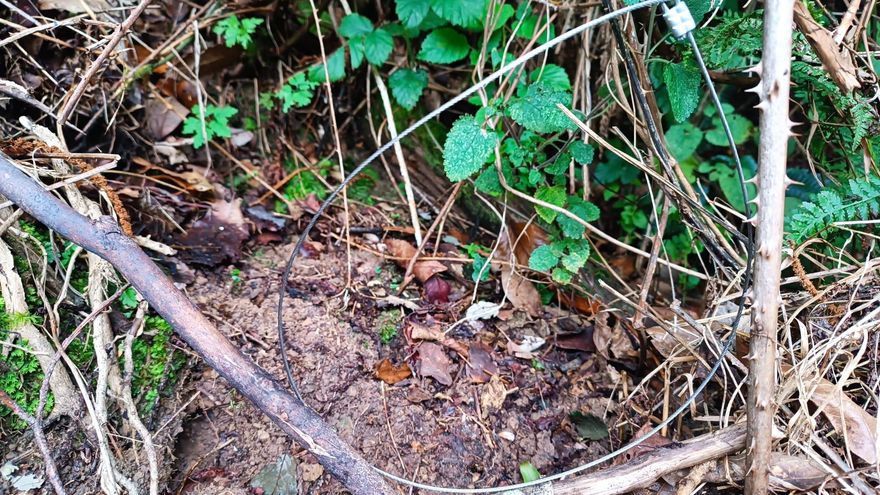 La Guardia Civil de Asturias investiga la muerte de un oso radiomarcado que quedó atrapado en un lazo en Ibias