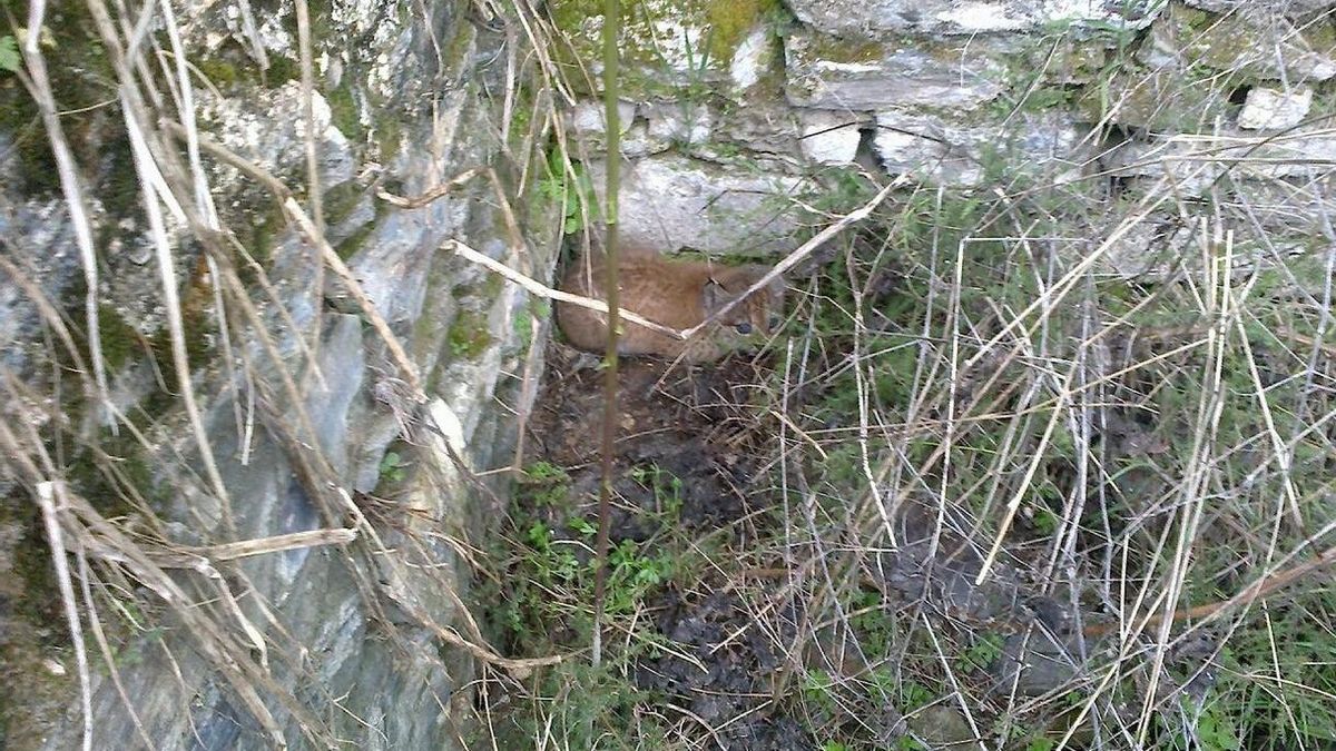 La Junta confirma la reproducción en libertad de al menos una hembra de lince ibérico en la zona de Guarrizas (Jaén)