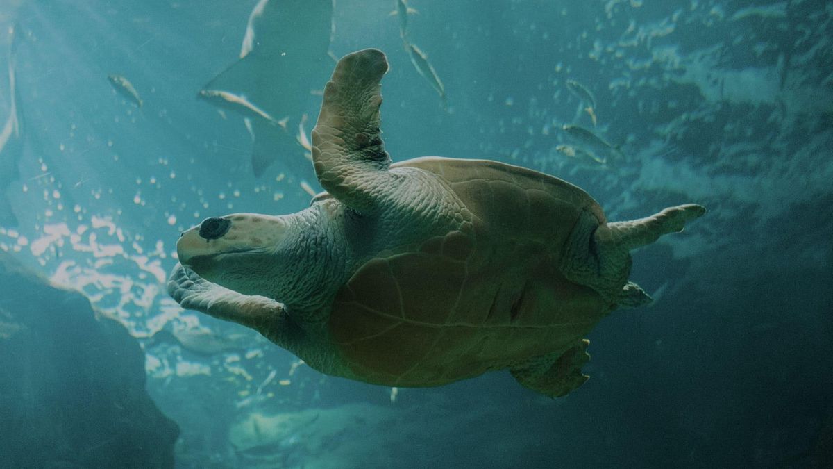 La tortuga marina, en el BIOPARC Acuario de Gijón.